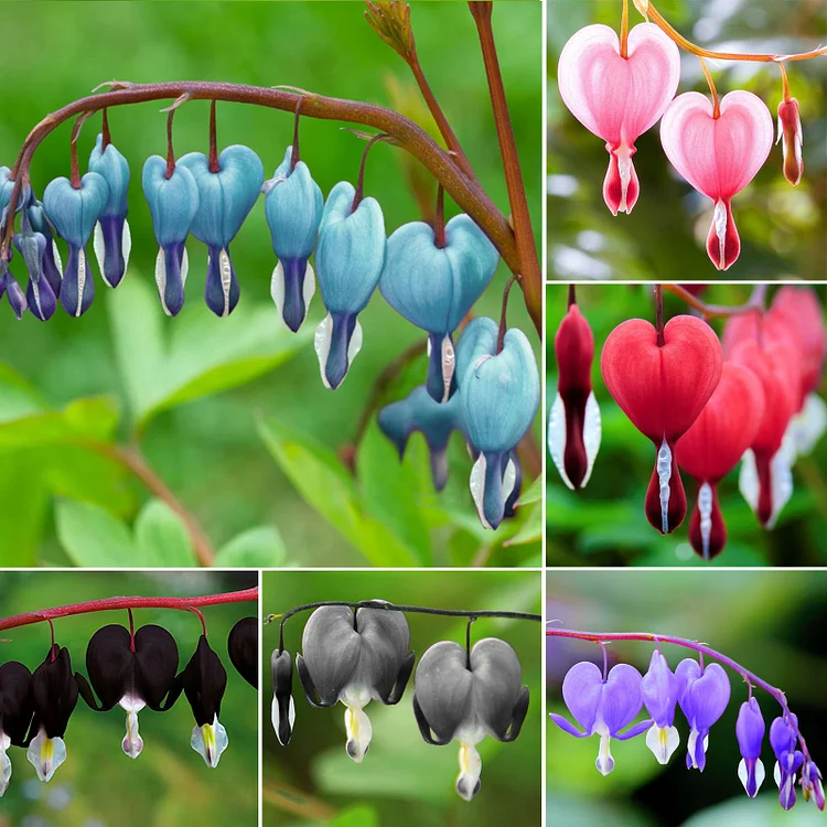 Blessing Heart Seeds-Spring Flowers