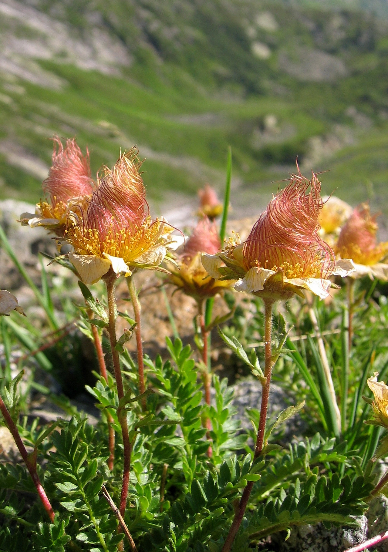 Prairie Smoke Flower 🔥Novel Plants🌿Your sweet dream