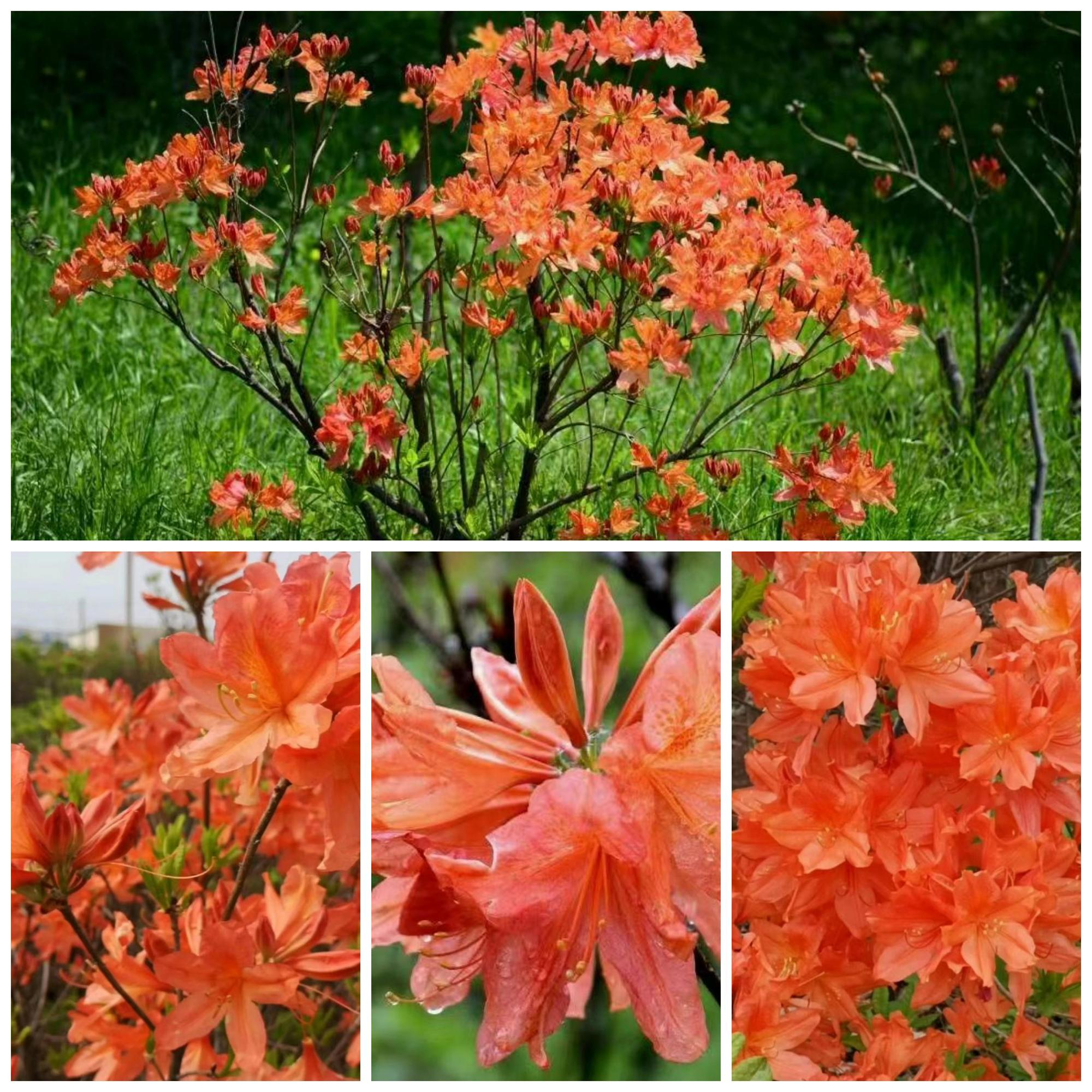 Deciduous Rhododendron