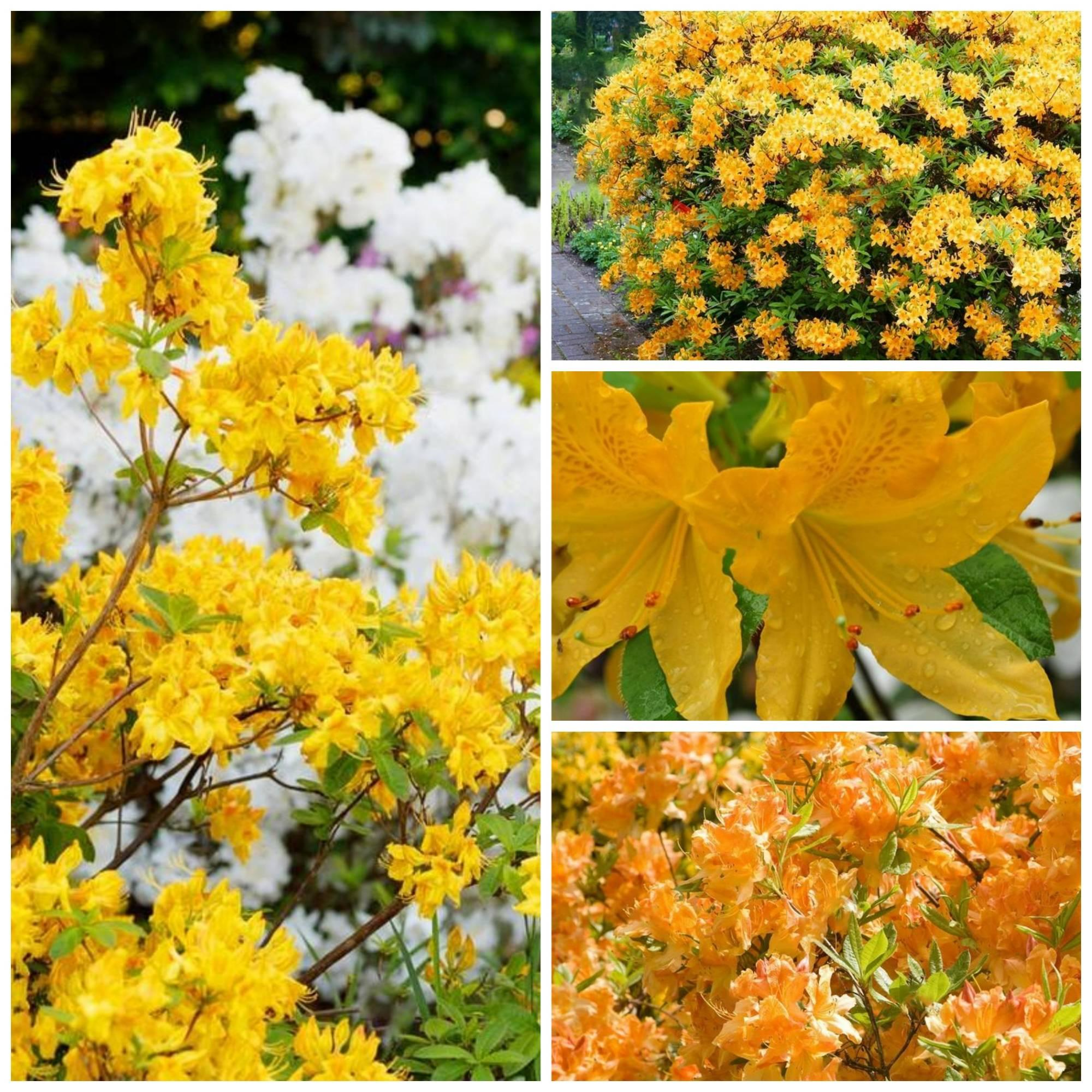 Deciduous Rhododendron