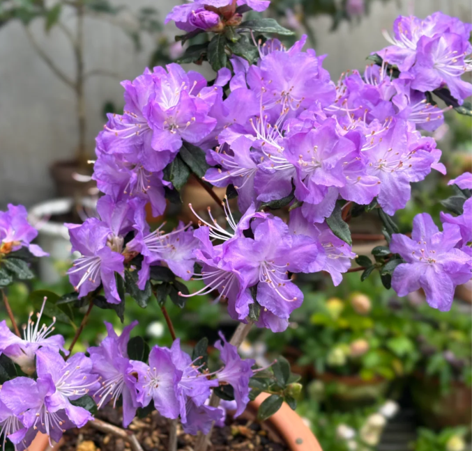 Deciduous Rhododendron