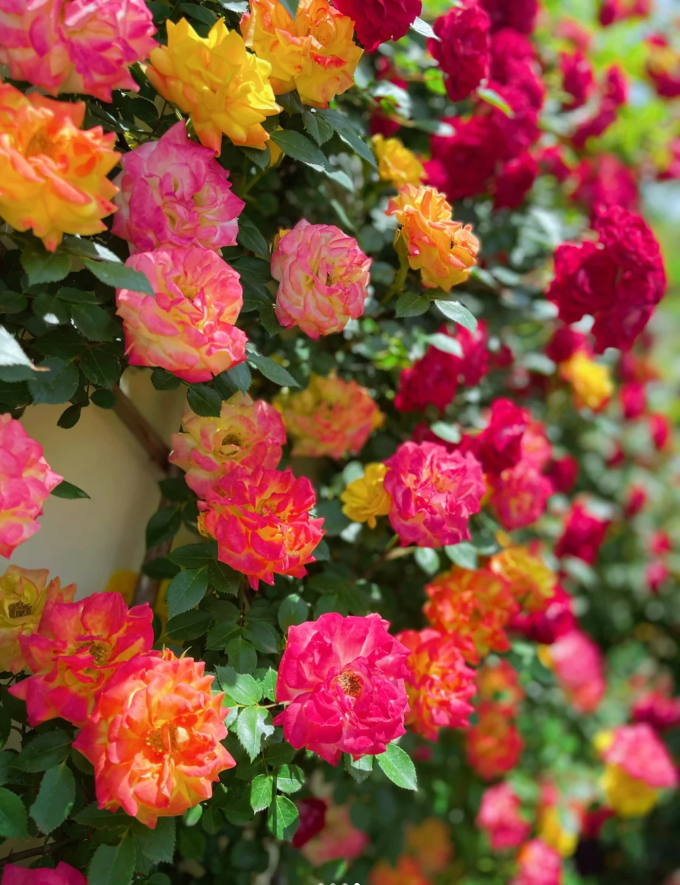 Rainbow's End Rose-Bring the Rainbow Home 🏡🌈