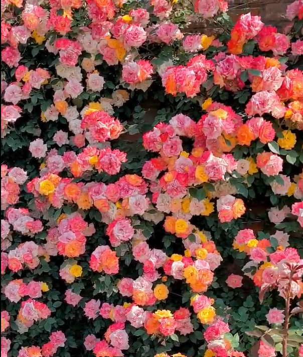 Rainbow's End Rose-Bring the Rainbow Home 🏡🌈