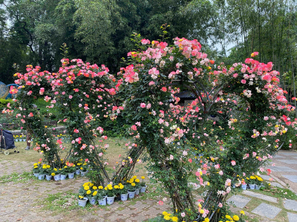 Rainbow's End Rose-Bring the Rainbow Home 🏡🌈