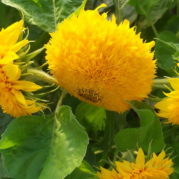 Teddy Bear Sunflower Seeds🌻🧸