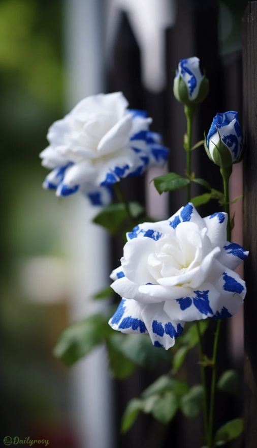Rare Blue Ink Rose Seeds-