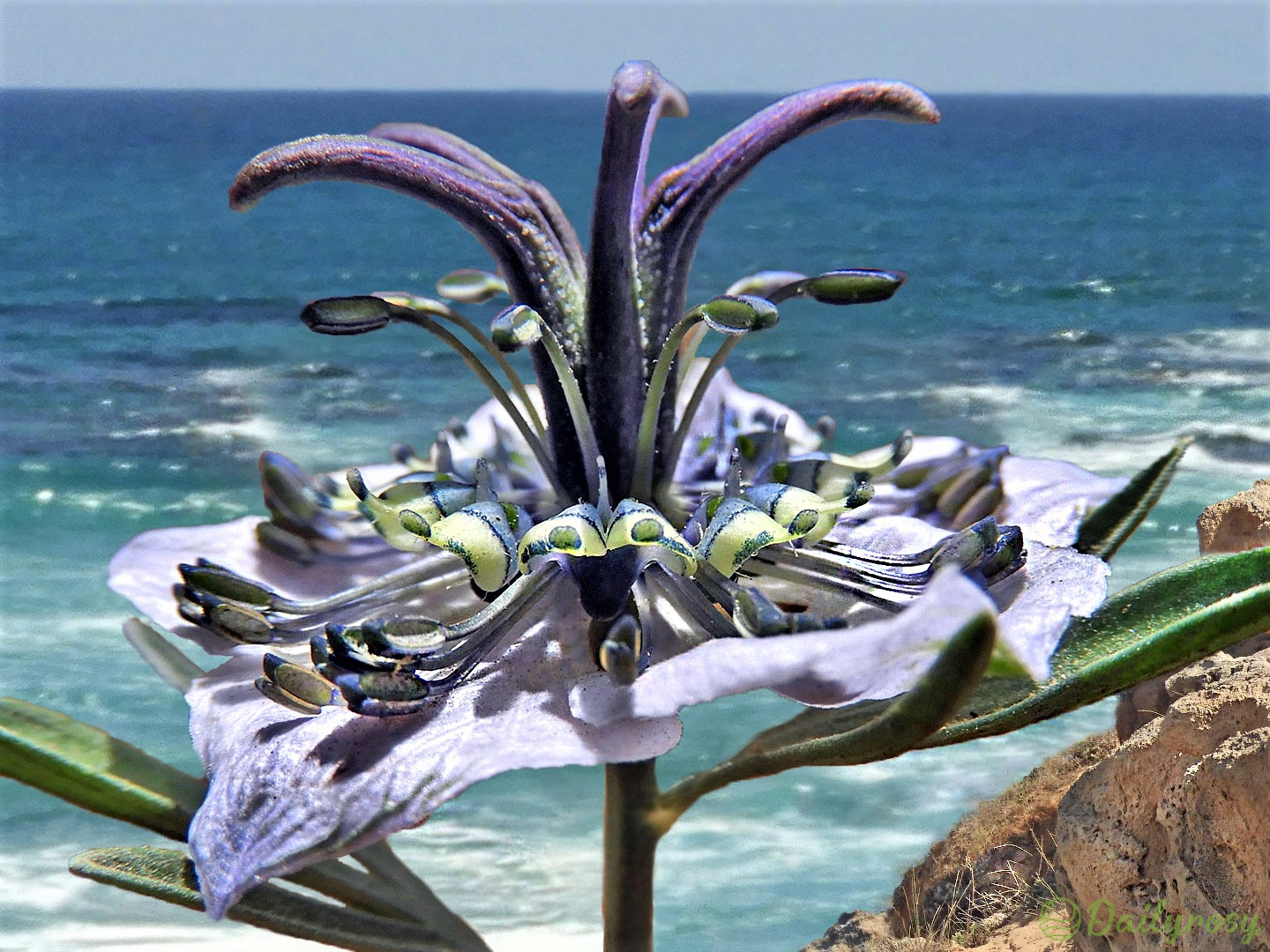 Love in the Mist: Exploring the Enigmatic Beauty of Nigella Arvensis