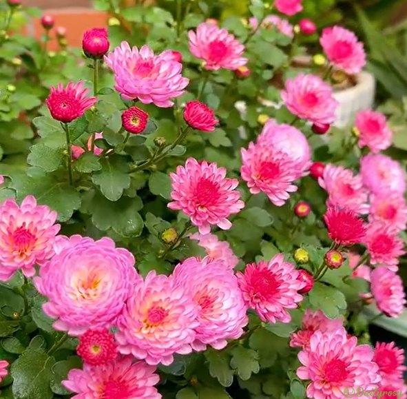 Mixed Colors-Pyrethrum-Flower Seeds-Group