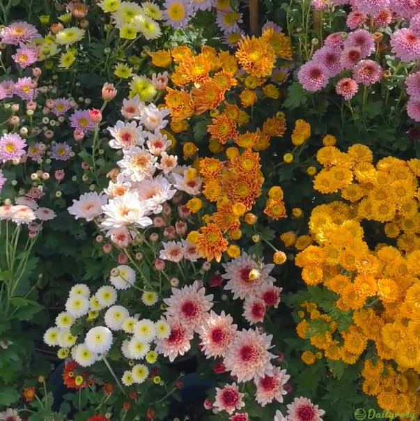 Mixed Colors-Pyrethrum-Flower Seeds-Group