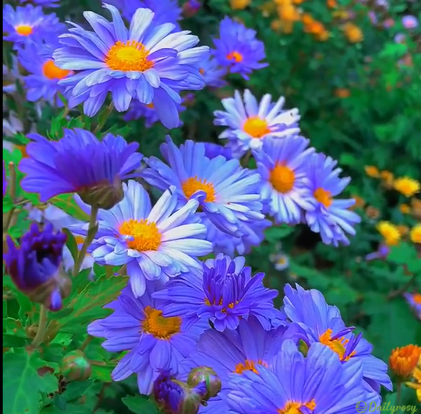 Mixed Colors-Pyrethrum-Flower Seeds-Group