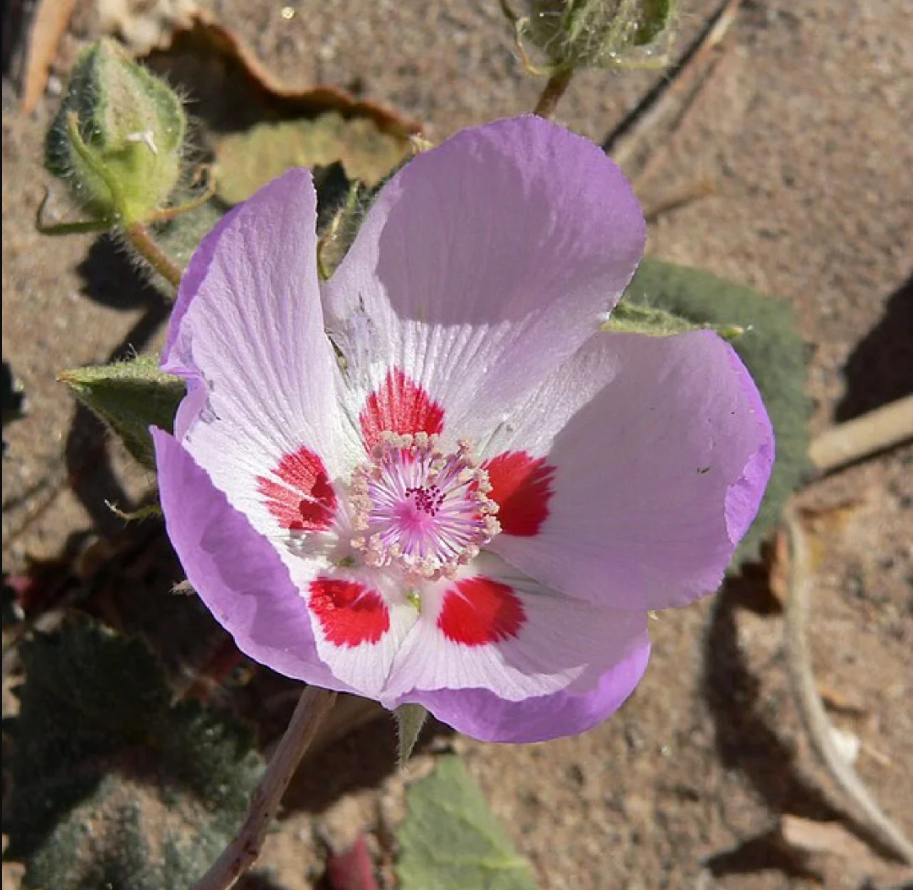 🌵Eremalche Rotundifolia Seeds🌸