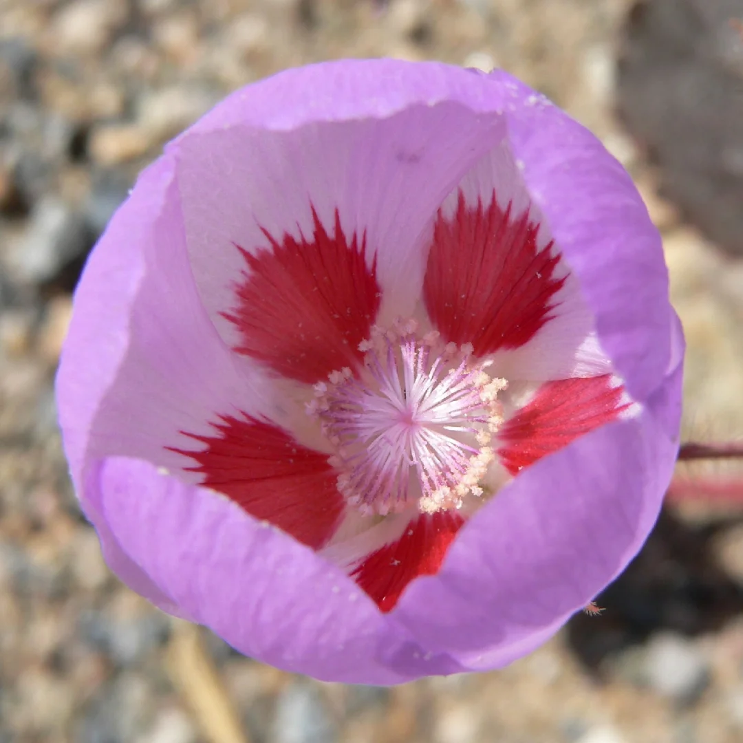 🌵Eremalche Rotundifolia Seeds🌸
