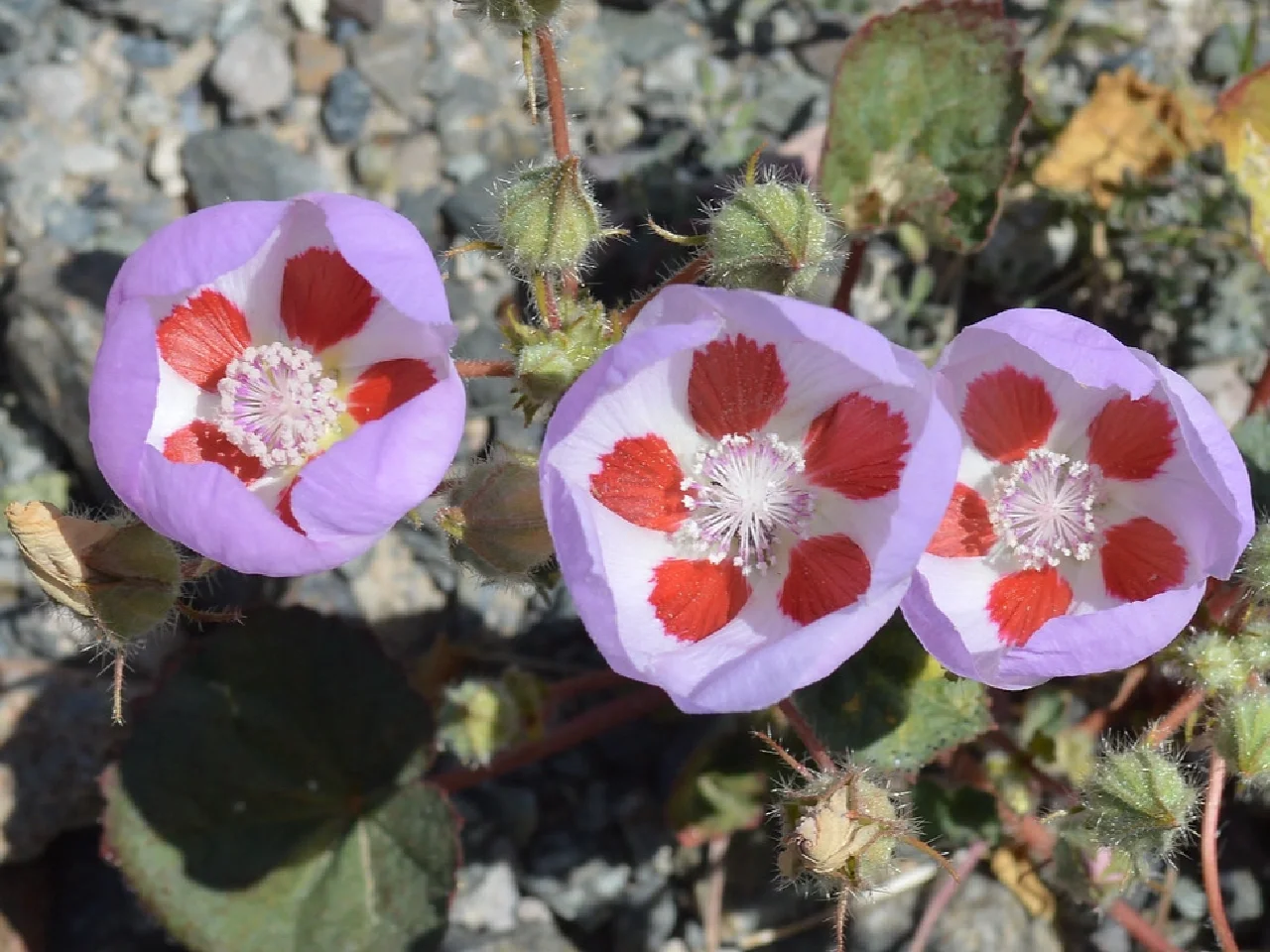 🌵Eremalche Rotundifolia Seeds🌸