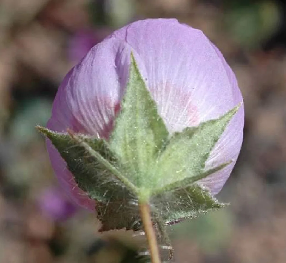 🌵Eremalche Rotundifolia Seeds🌸