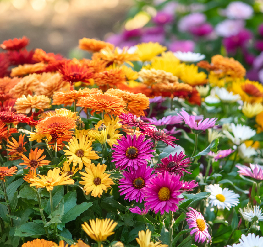 Mixed Colors-Pyrethrum-Flower Seeds Group
