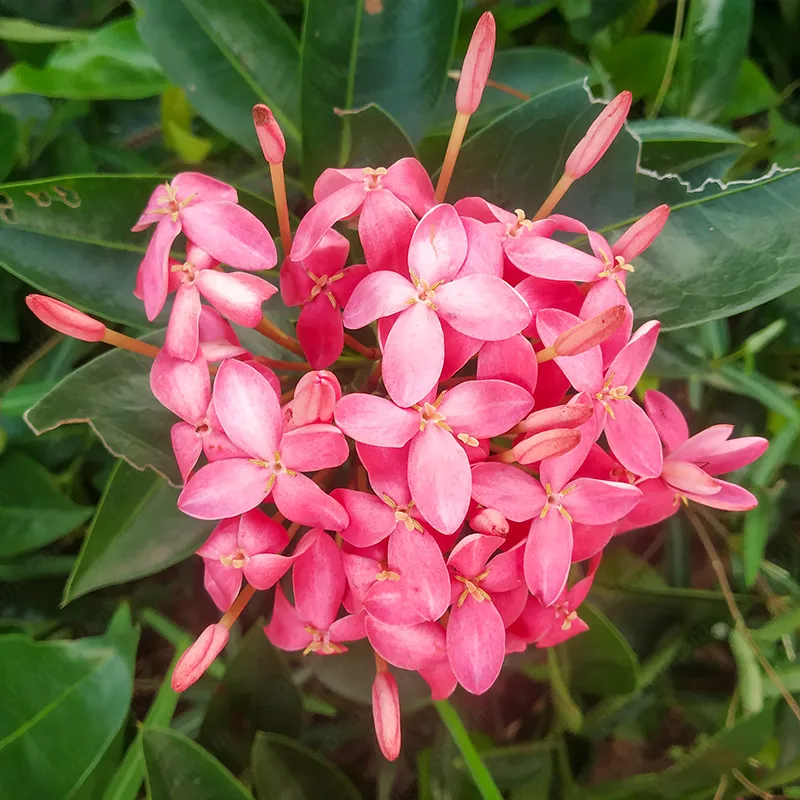 ✨Rich Colors Ixora Seed 🪴Blooms all year round