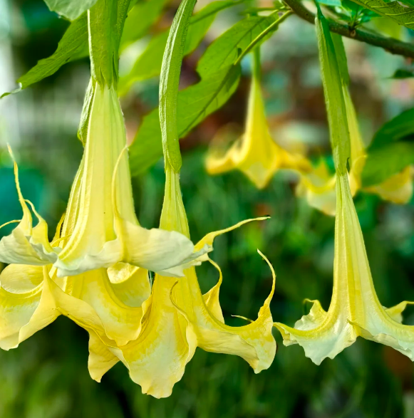 💐Datura Brugmansia Seeds🪴Potted Bonsai Trumpets Angel Flower Seeds