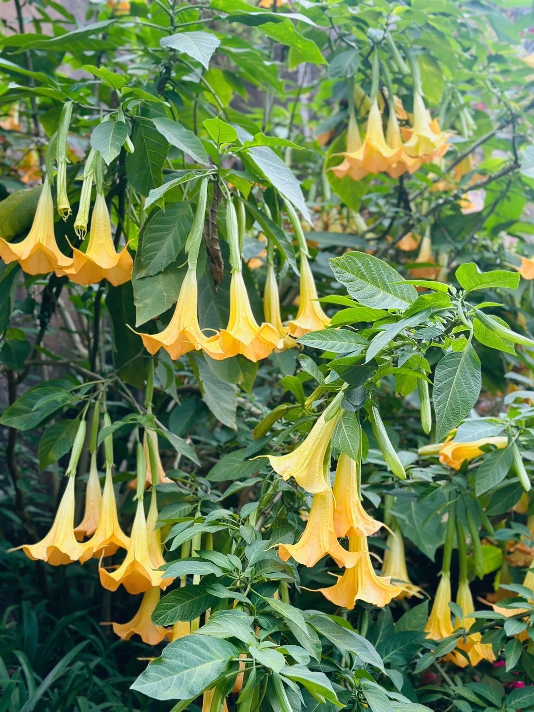 💐Datura Brugmansia Seeds🪴Potted Bonsai Trumpets Angel Flower Seeds