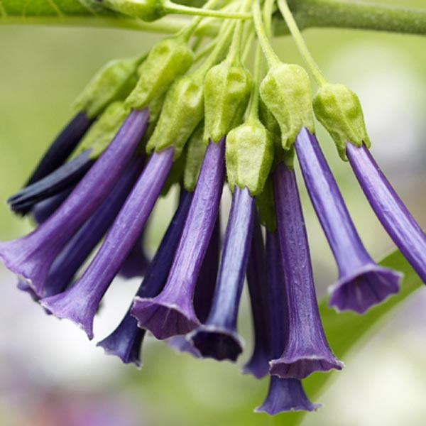 💐Datura Brugmansia Seeds🪴Potted Bonsai Trumpets Angel Flower Seeds