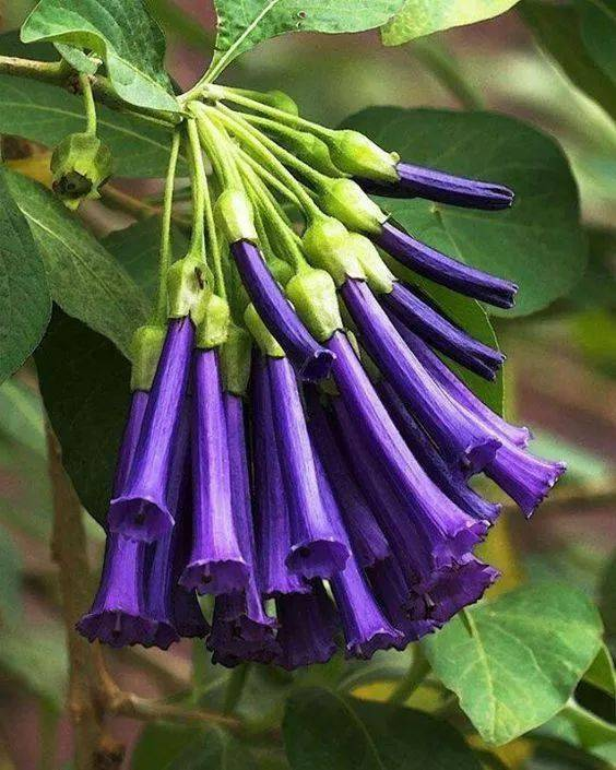 💐Datura Brugmansia Seeds🪴Potted Bonsai Trumpets Angel Flower Seeds