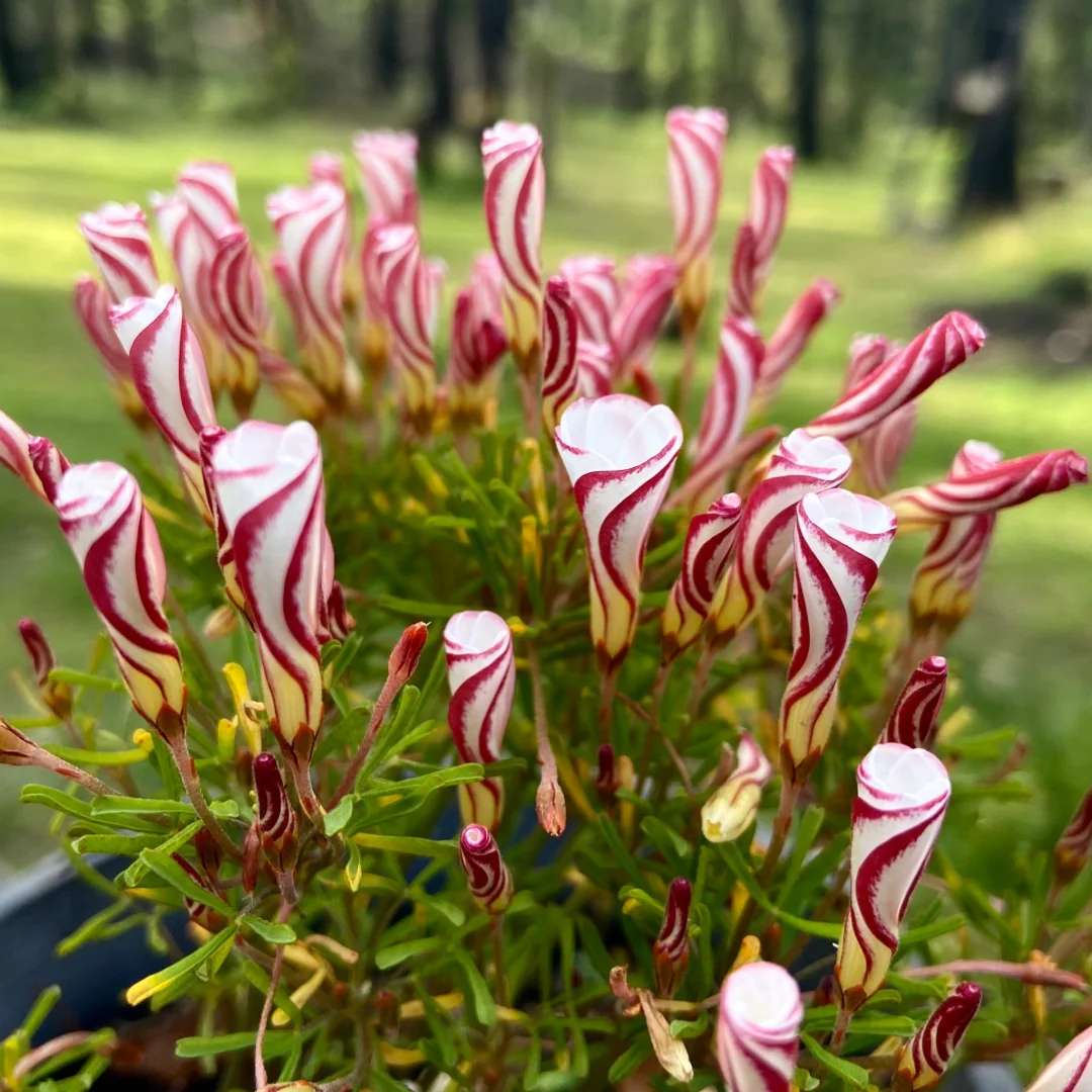 50Pcs Candy Cane Sorrel Oxalis Versicolor Seeds