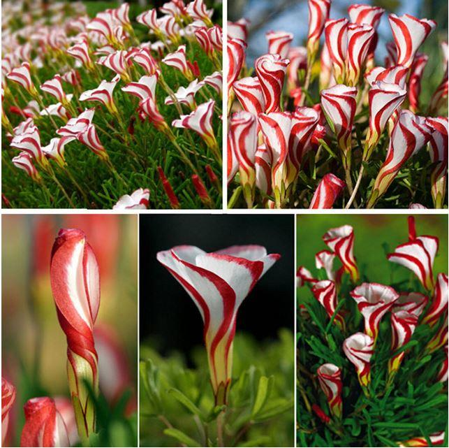50Pcs Candy Cane Sorrel Oxalis Versicolor Seeds Garden Flowers