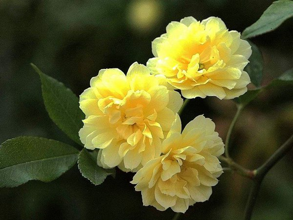 Yellow Sandalwood Flower Seeds