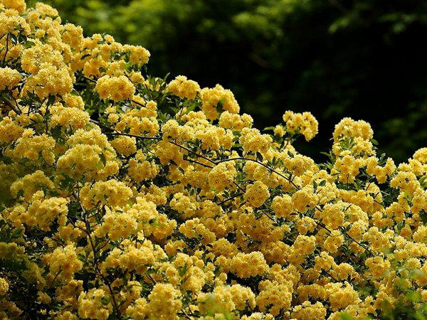 Yellow Sandalwood Flower Seeds