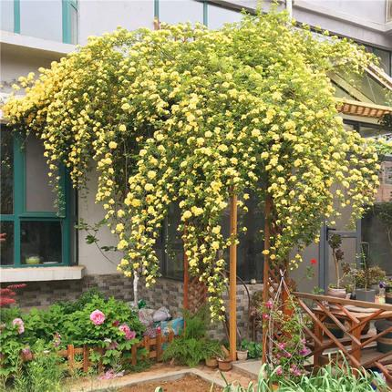 Yellow Banks Rose Seeds