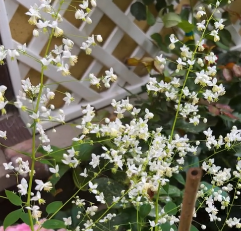 Hardy and Easy-to-Grow  Thalictrum petaloideum Seeds 🌿Rare Flower