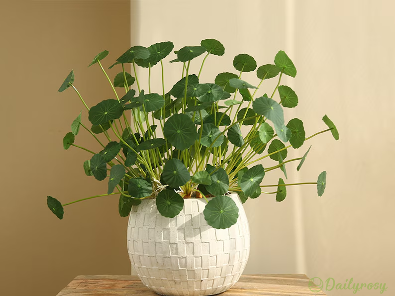 Copperleaf Seeds: Grow Your Own Luck and Prosperity! 🌿💰