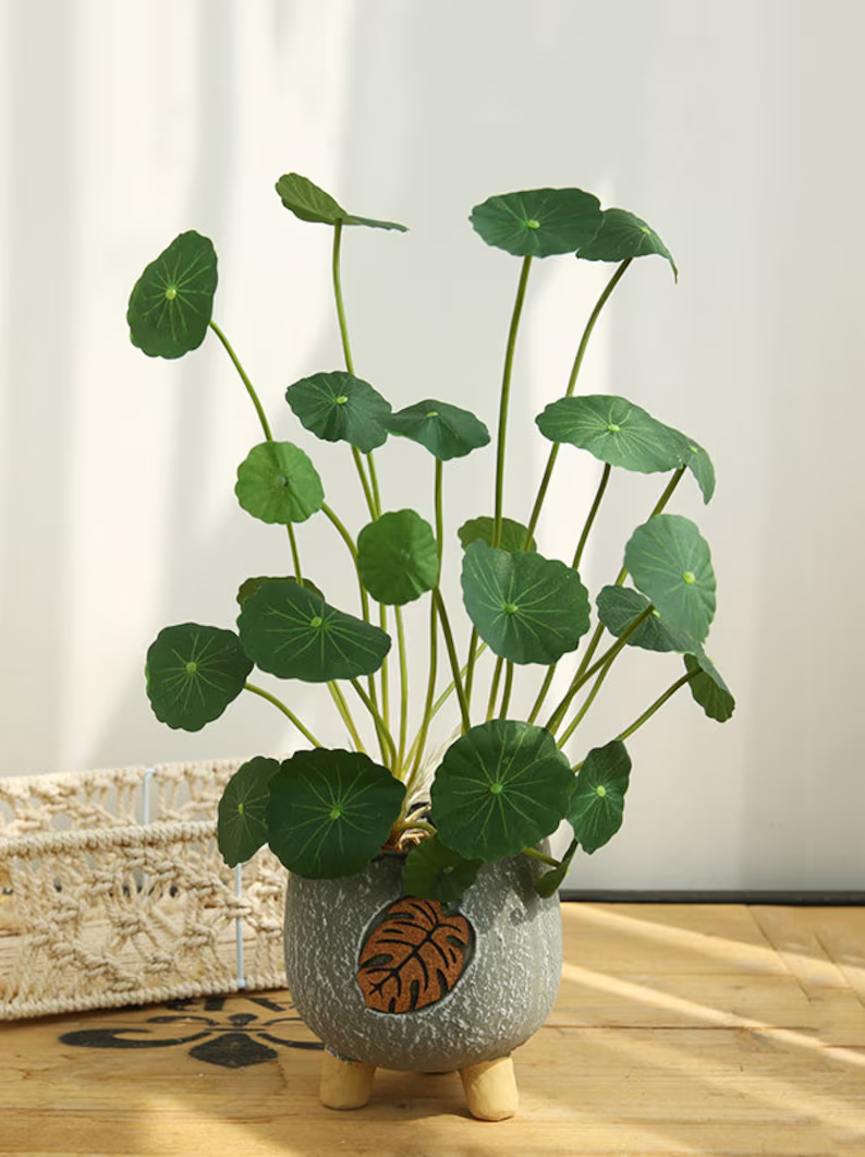 Copperleaf Seeds: Grow Your Own Luck and Prosperity! 🌿💰