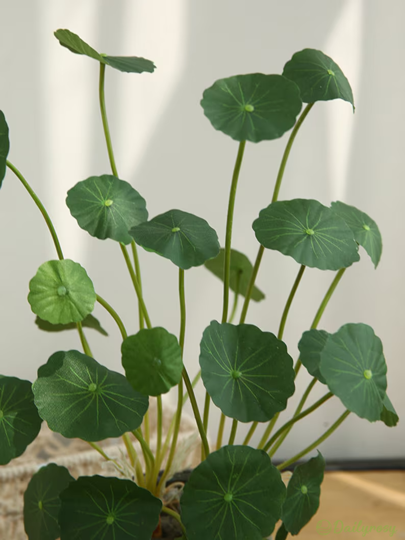 Copperleaf Seeds: Grow Your Own Luck and Prosperity! 🌿💰