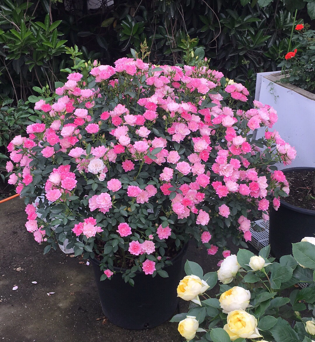 Rare Seeds| Lotus Star Rose Seeds-Perennial