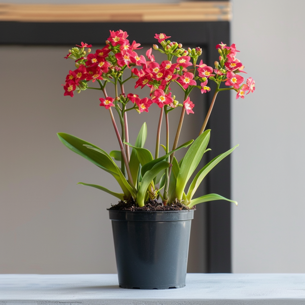 Mini Oncidium Potted Seeds 🫧💫Perennial Plants