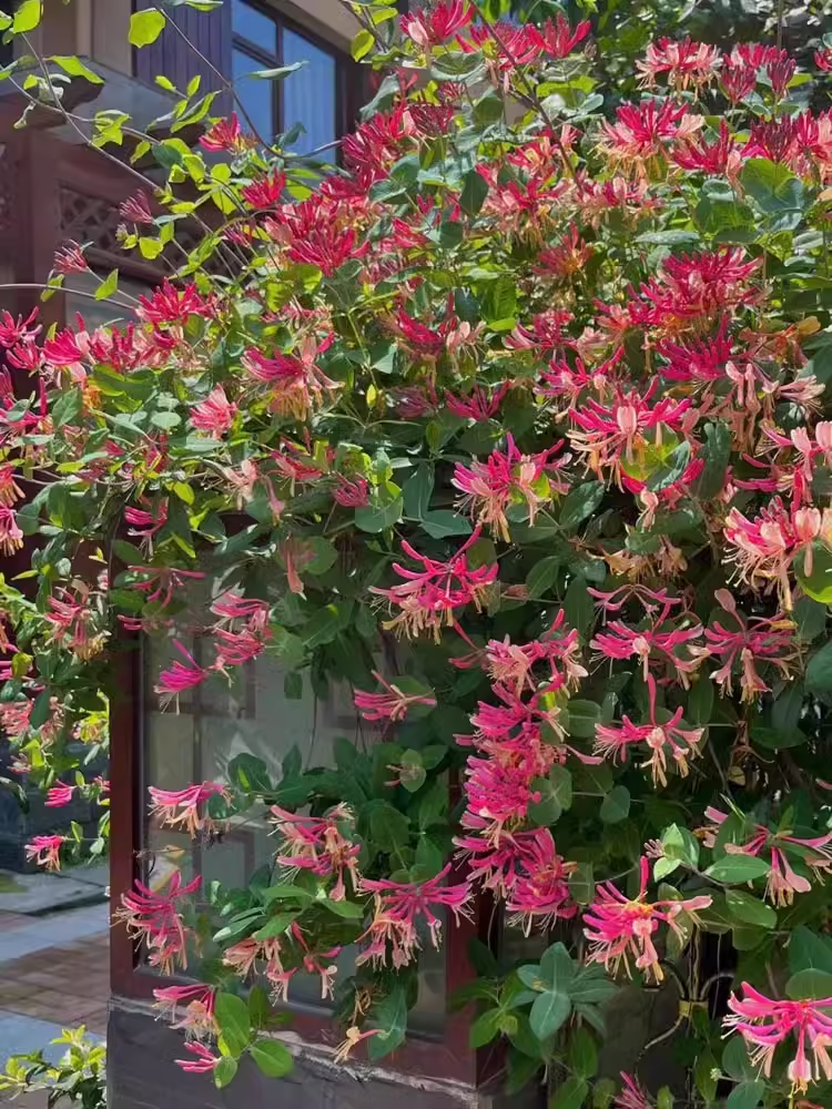 Colorful Honeysuckle Seeds 🌸Flowers that are good for your health