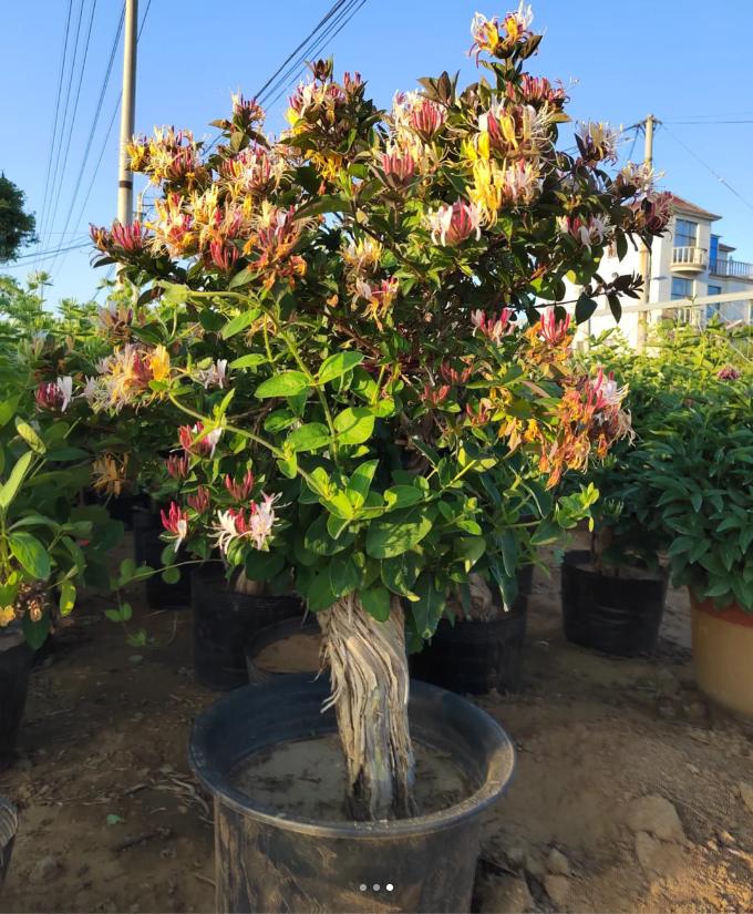 Colorful Honeysuckle Seeds 🌸Flowers that are good for your health