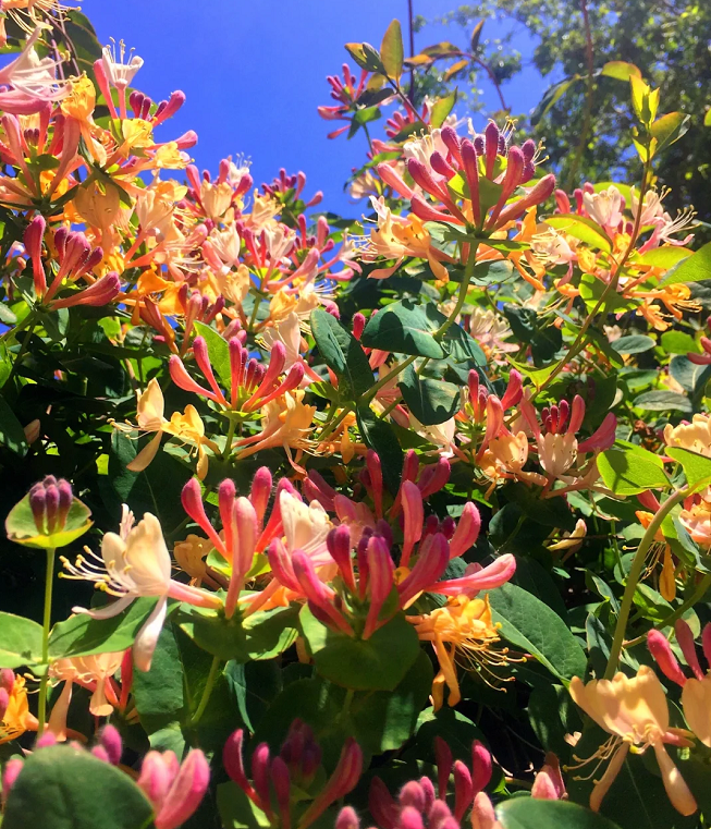Colorful Honeysuckle Seeds 🌸Flowers that are good for your health