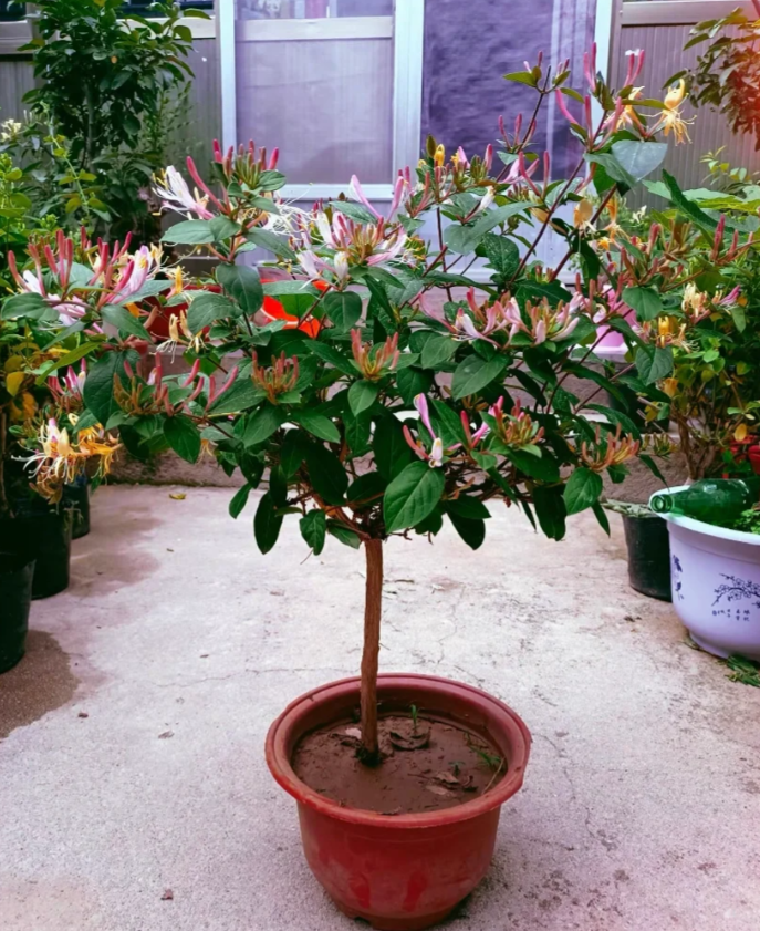 Colorful Honeysuckle Seeds 🌸Flowers that are good for your health