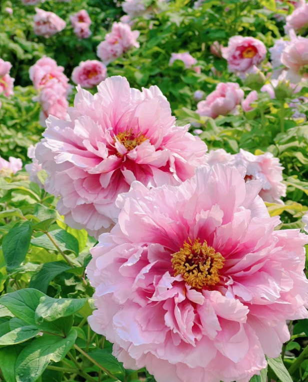 🌸 Multi Color peony seeds with double petals