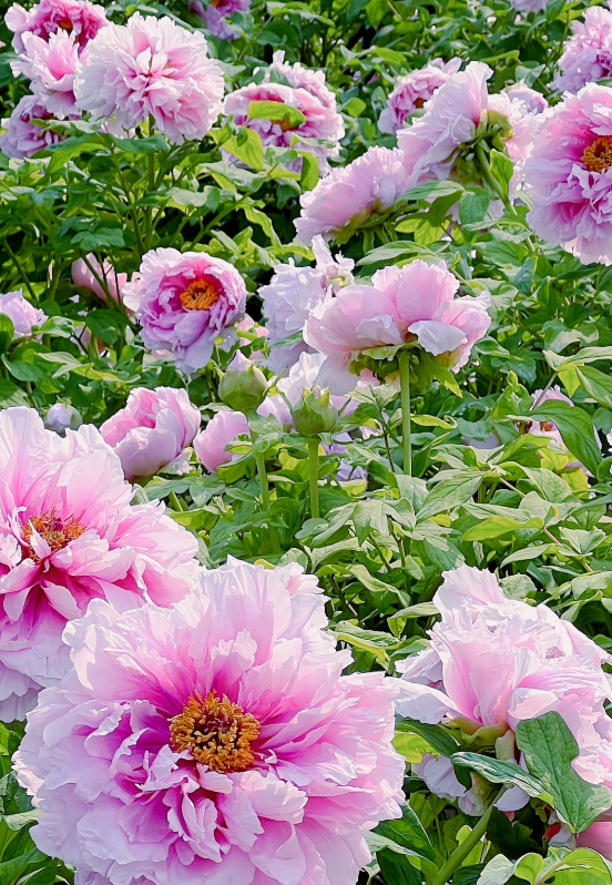🌸 Multi Color peony seeds with double petals
