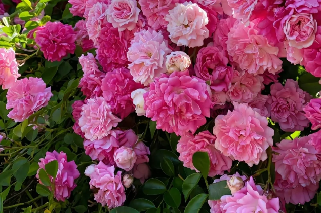 🌸 Multi Color peony seeds with double petals