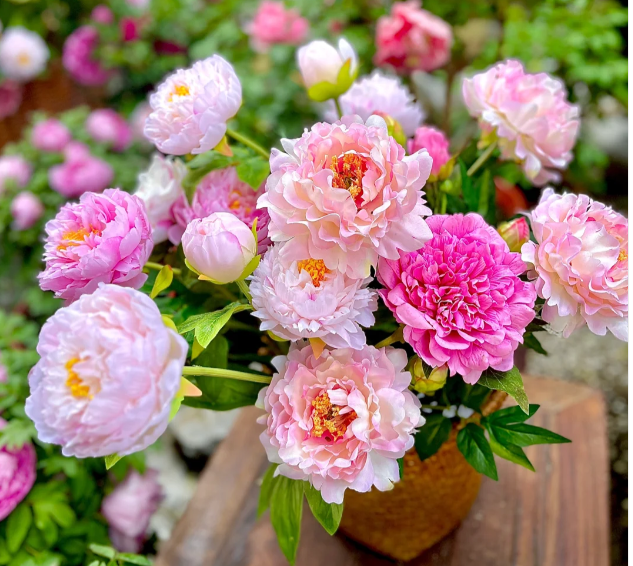 🌸 Multi Color peony seeds with double petals