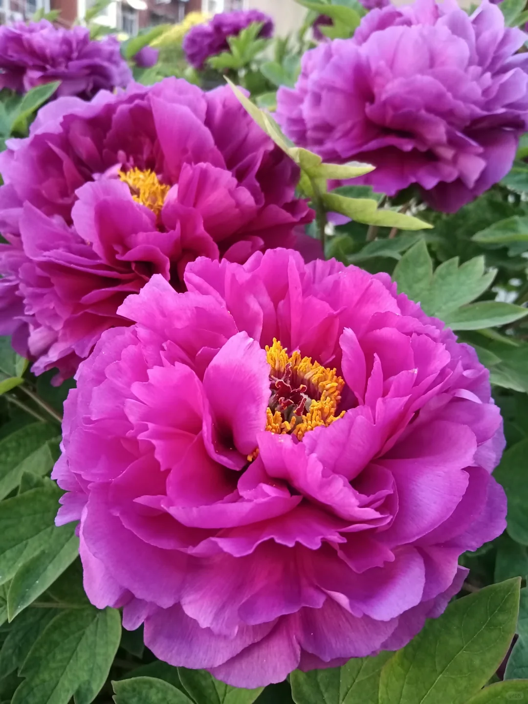 🌸 Multi Color peony seeds with double petals