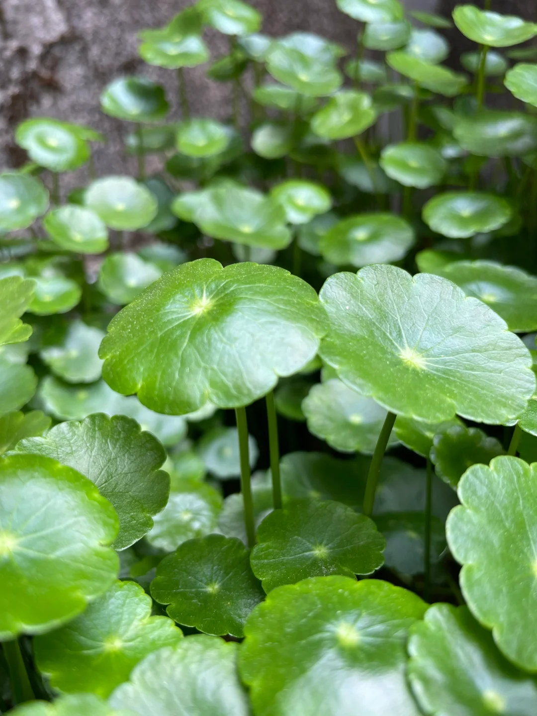 Pilea Peperomioides Unique appearance and easy to plant