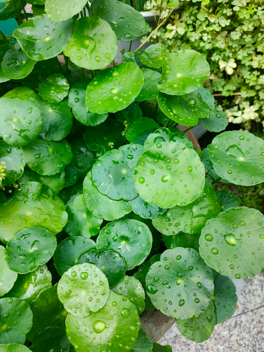 Pilea Peperomioides Unique appearance and easy to plant