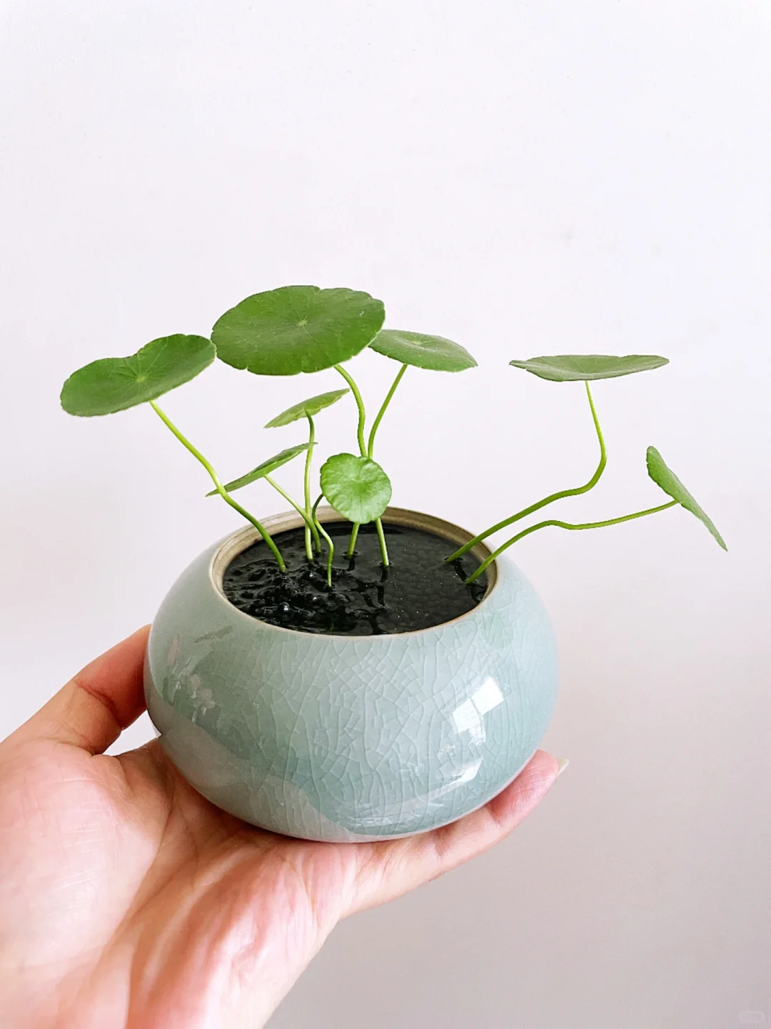Pilea Peperomioides Unique appearance and easy to plant