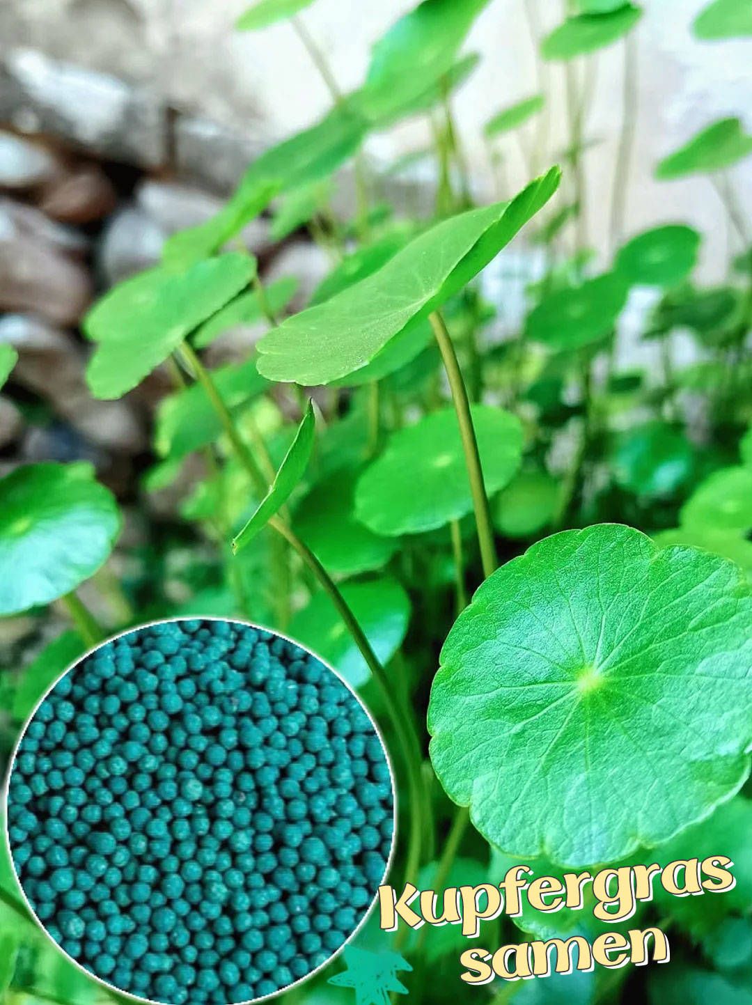 Pilea Peperomioides Unique appearance and easy to plant