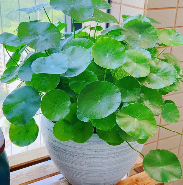 Pilea Peperomioides Unique appearance and easy to plant