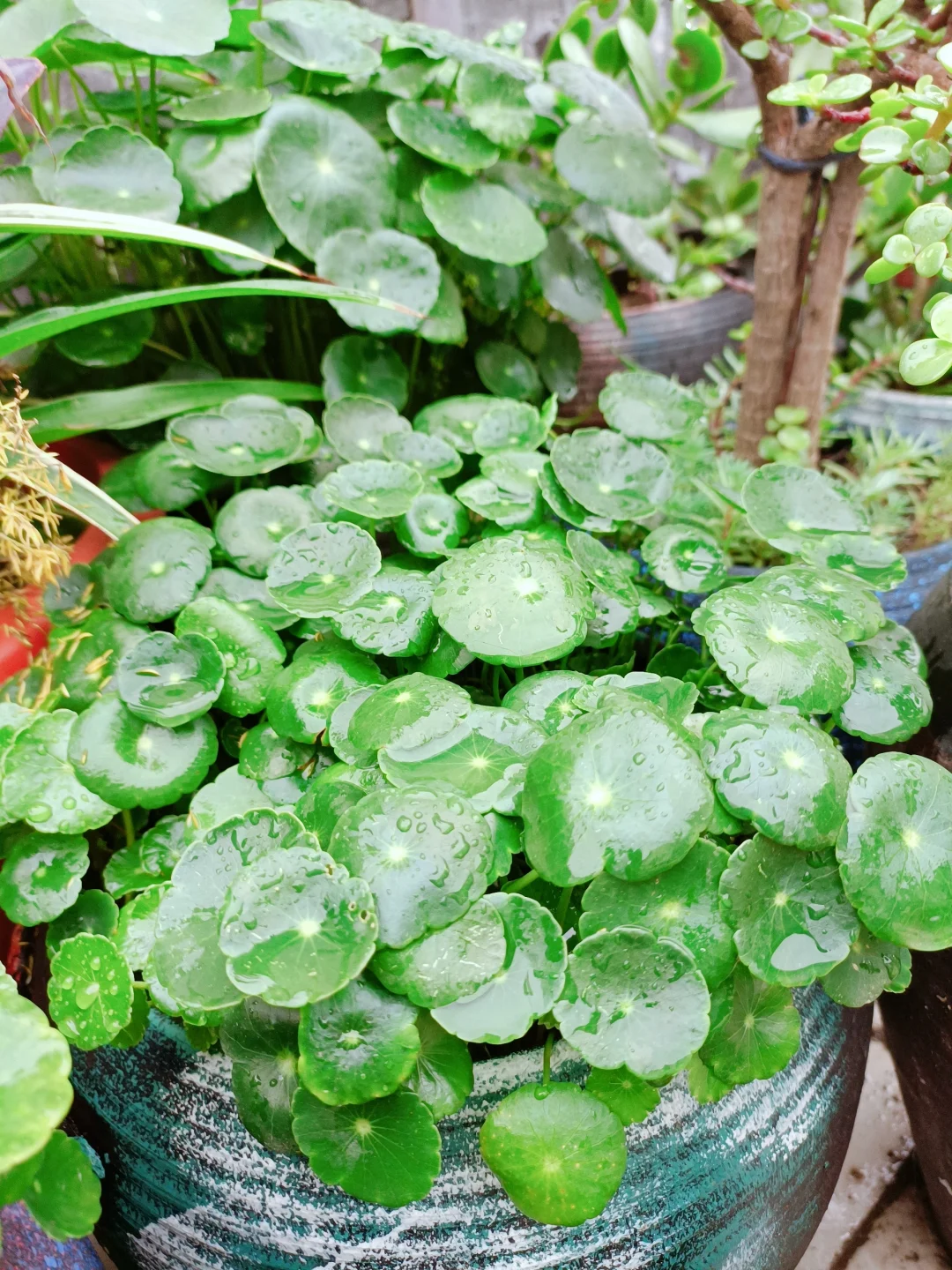 Pilea Peperomioides Unique appearance and easy to plant